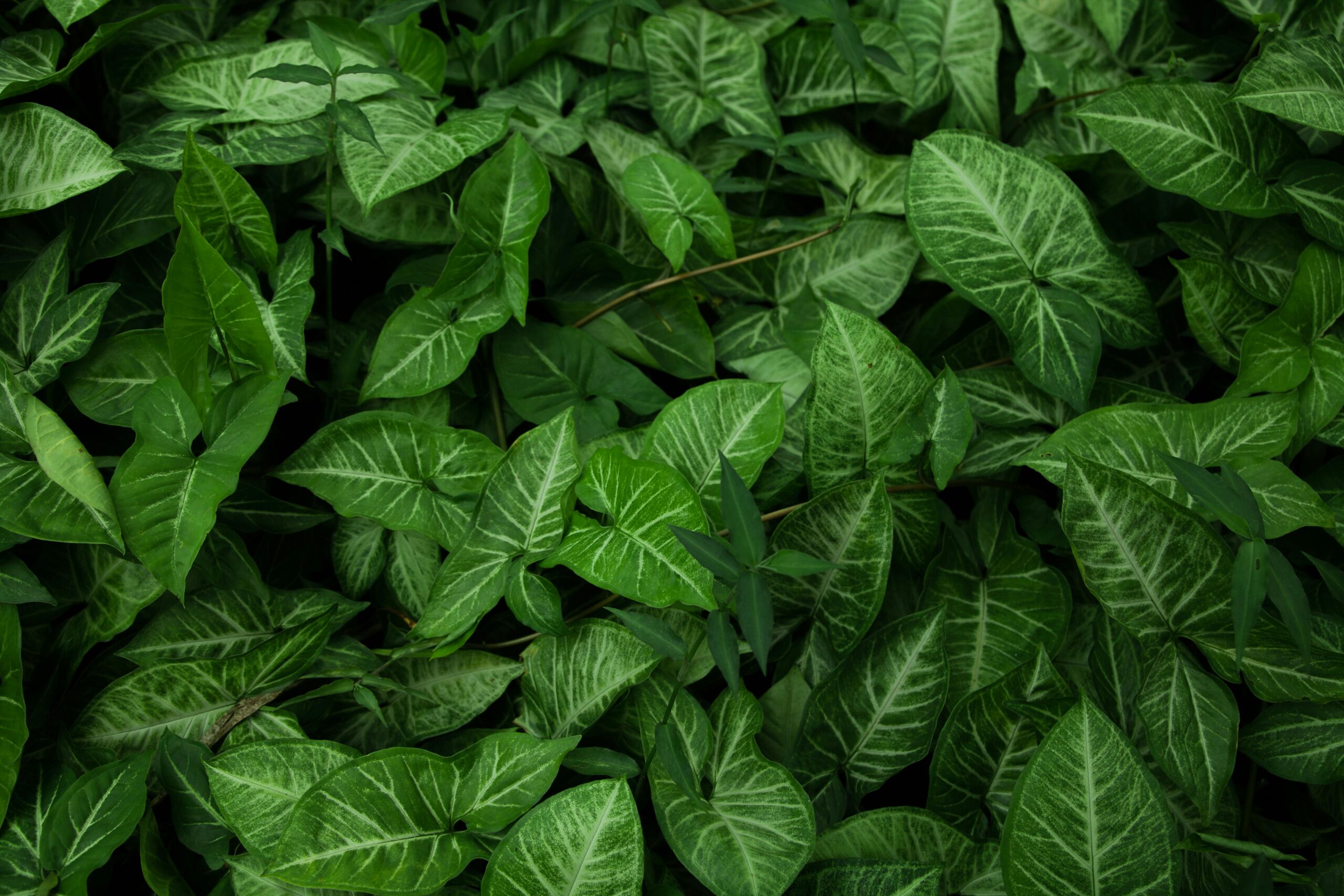 A vivid close-up of lush green leaves, capturing nature's beauty in vibrant detail.